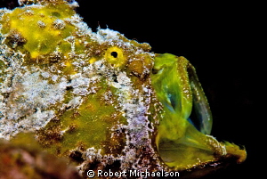 Frogfish on the reef at Capt Don's Habitat in Bonaire. It... by Robert Michaelson 